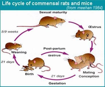 rat-mice-life-cycle